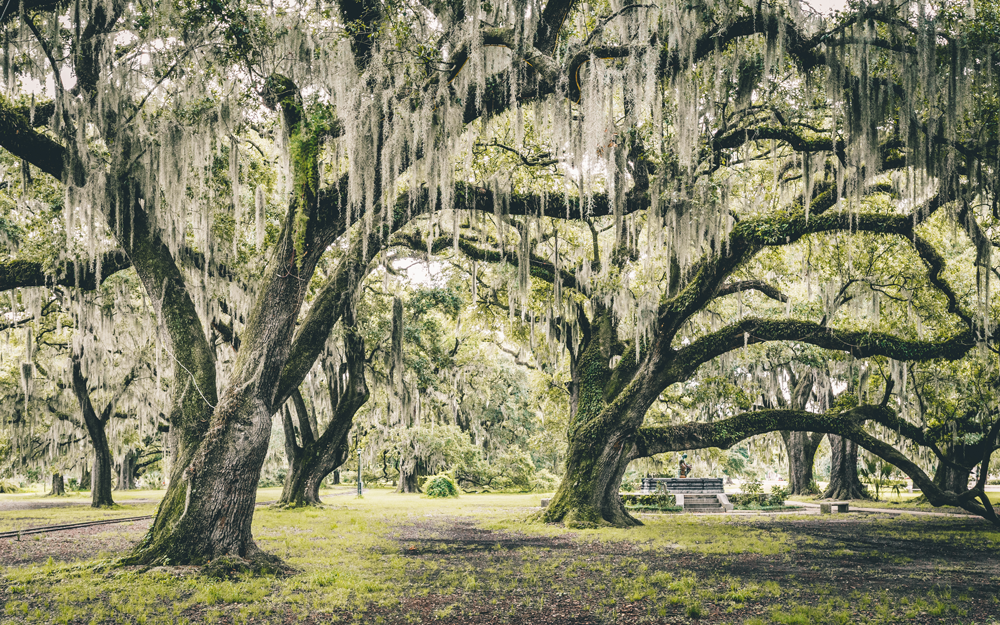 http://www.frenchquarter.com/wp-content/uploads/2017/04/New-Orleans-City-Park.png